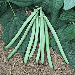 Organic Bush Bean Seeds, Blue Lake