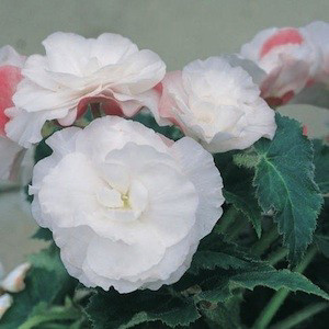 Non-Stop® Appleblossom Tuberous Begonia Seeds