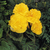 Non-Stop® Yellow Tuberous Begonia Seeds