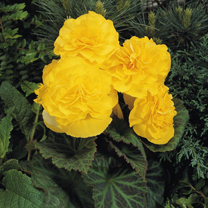 Non-Stop® Yellow Tuberous Begonia Seeds