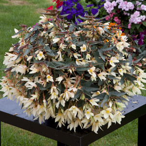 Bossa Nova® IvoryTuberous Begonia Seeds