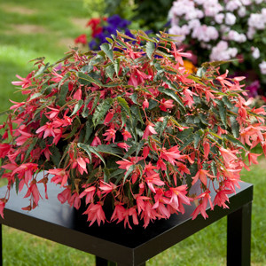 Bossa Nova® Pink Glow Tuberous Begonia Seeds