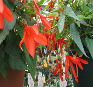 Bossa Nova® Orange Tuberous Begonia Seeds