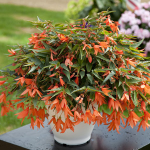 Bossa Nova® Salmon Shades Tuberous Begonia Seeds