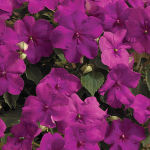Xtreme Lilac Impatiens