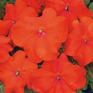 Xtreme Scarlet Impatiens
