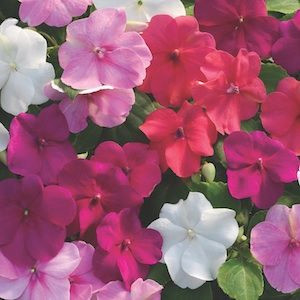 Xtreme Rosey Mix Impatiens