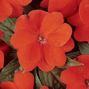 Devine Orange New Guinea Impatiens