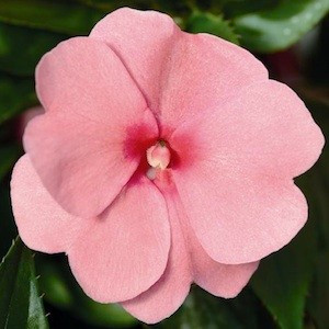 Devine Pink New Guinea Impatiens