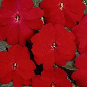 Devine Scarlet Red New Guinea Impatiens