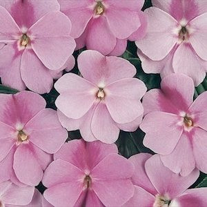 Devine Lavender New Guinea Impatiens