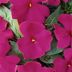 Devine Violet New Guinea Impatiens