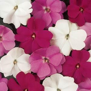 Devine Mystic Mix New Guinea Impatiens