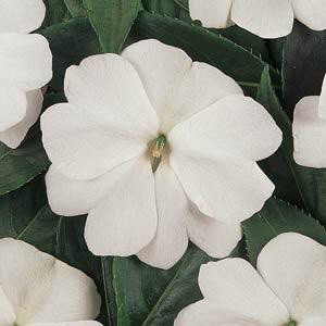 Devine White New Guinea Impatiens