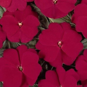Devine Cherry Red New Guinea Impatiens