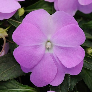 Devine Blue Pearl New Guinea Impatiens