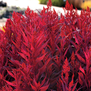 Dragon's Breath Celosia