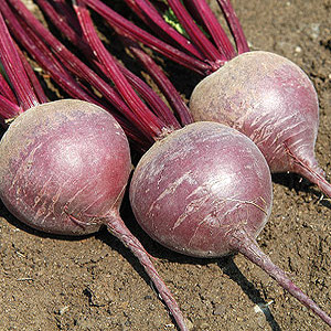 Beet Organic Shiraz Tall Top Heirloom