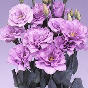 Echo Lavender Lisianthus