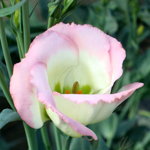 Echo Pink Picotee Lisianthus