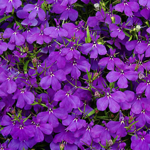 Crystal Palace Blue Lobelia-Mounding
