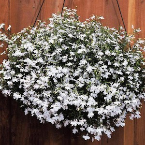 Regatta White Lobelia Seeds-Trailing