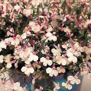 Regatta Lilac Splash Lobelia