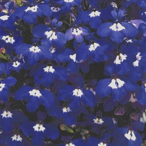Riveria Blue Eyes Lobelia Seeds-Mounding