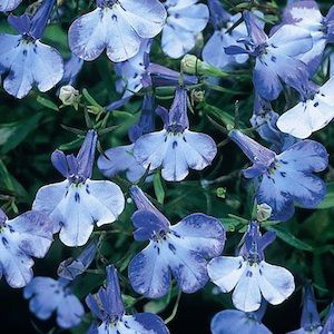 Riveria Blue Splash Lobelia-Mounding