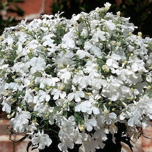 Riveria White Lobelia-Mounding
