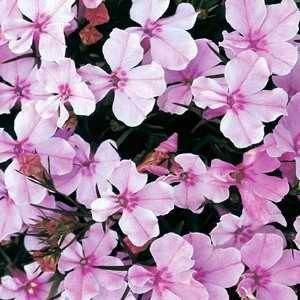 Regatta Lilac Lobelia Seeds-Trailing