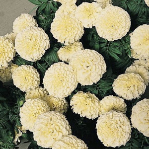 Vanilla Improved Marigold Seeds - African Semi Dwarf