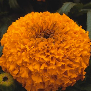 Moonsong Deep Orange-Marigold Seeds -African Semi Dwarf