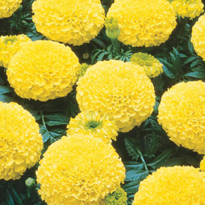 Marvel Yellow Marigold Seeds - African Semi Dwarf