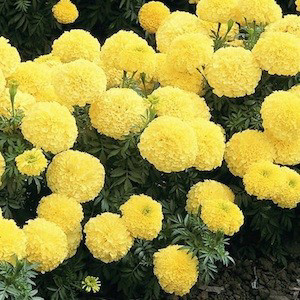 Inca II Primrose Marigold Seeds - African -Semi Dwarf