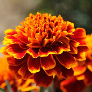 Cresta Flame Marigold Seeds - French Crested