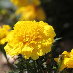 Cresta Yellow Marigold Seeds - French Crested