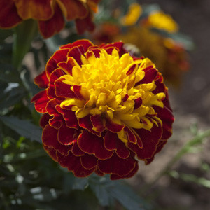 Cresta Spry Marigold Seeds - French Crested