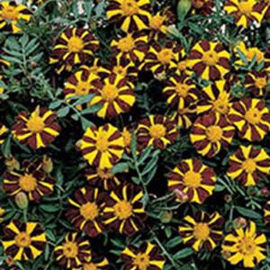 Mr. Majestic Marigold Seeds-Single French