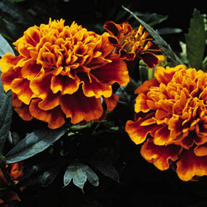 Janie Flame Marigold Seeds French Crested