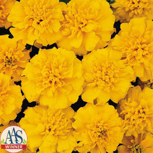 Janie Gold Marigold Seeds French Crested