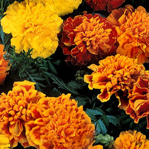 Janie Mix Marigold Seeds French Crested