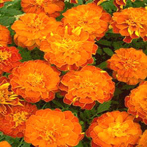 Janie Tangerine Marigold Seeds French Crested