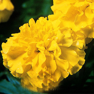 Janie Primrose Marigold Seeds-French Crested