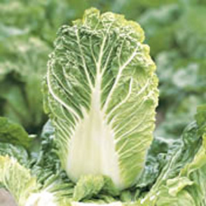 Organic Cabbage Seeds, Nikko