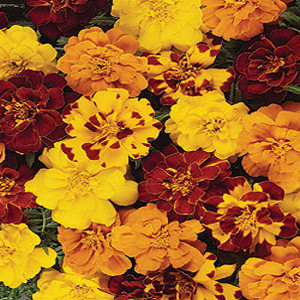 Durango Outback Marigold Seeds -French Anemone