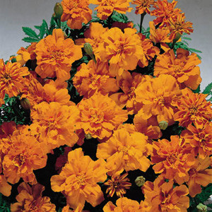 Safari Tangerine Marigold Seeds-French Anemone