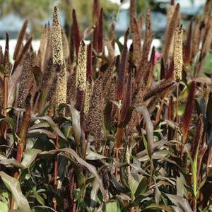 Jester Ornamental Millet