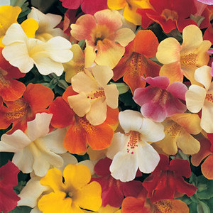 Mimulus Magic Mix