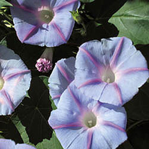 Blue Star Morning Glory